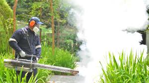 Best Fumigation Services  in Rockford, MN